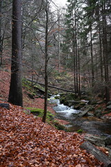mountain stream and autumn in the forest