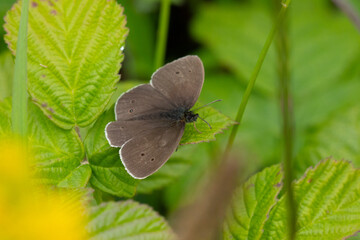 Ringlet Butterfly sat on a leaf. County Durham, England, UK.