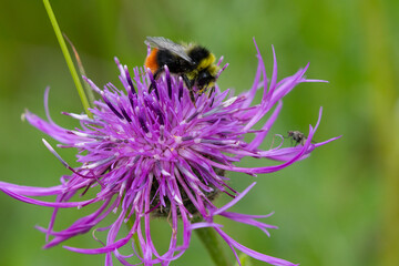 Red Tailed Bumble bee feeding off a Greater Knapweed. County Durham, England, UK.