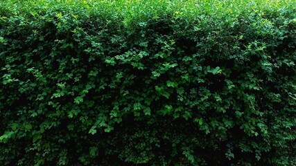 A green hedge in close-up. Green color. Plants along the fence