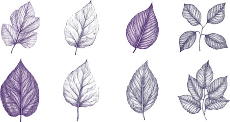 Fototapeta premium A set of vector drawings with various leaves in purple and gray tones on a white background