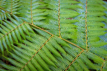 Close up shot of a New Zealand silver fern in a rainforest