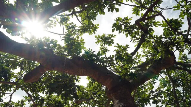 Time lapse of the light changes under a fig tree. The passage of time, the beauty of nature.