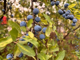 Blue berries on the branches of a bush with small leaves. Blueberries on a bush. Autumn berries