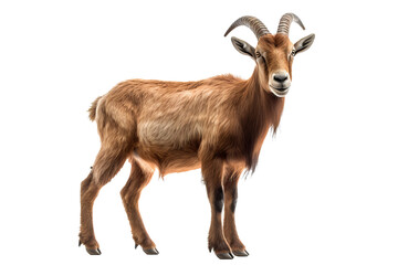 Fototapeta premium Majestic mountain goat isolated on transparent background for wildlife and nature-themed design projects featuring alpine animal illustrations and natural habitats