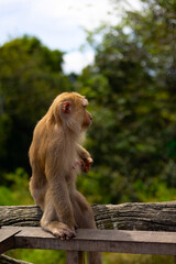 cute little wild monkey in Phuket next to a big Buddha