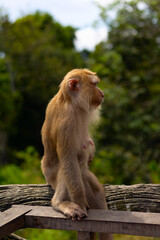 cute little wild monkey in Phuket next to a big Buddha
