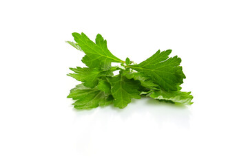 young leaves of mugwort isolated on a white background