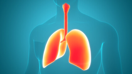 Human Respiratory System Lungs Anatomy