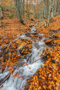 Stream Beech Forest, Hayedo de la Pedrosa Natural Protected Area, Beech Forest Autumn Season, Fagus sylvatica, Riofr&iacute;o de Riaza, Segovia, Castilla y Le&oacute;n, Spain, Europe