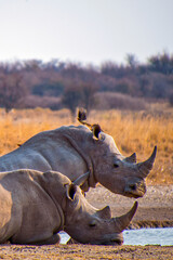 Obraz premium White Rhinoceros, Ceratotherium simum, Square-lipped Rhinoceros, Khama Rhino Sanctuary, Serowe, Botswana, Africa