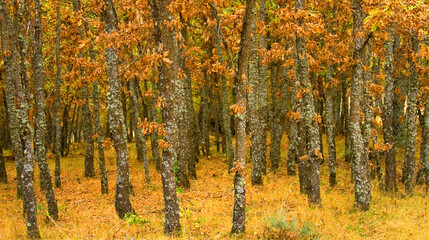 Oak Forest, Sierra de Guadarrama National Park, Segovia, Castile Leon, Spain, Europe