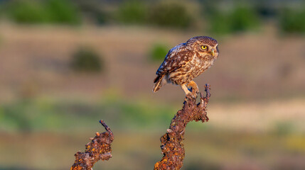 Little Owl, Athene noctua, Mediterranean Forest, Castilla y Leon, Spain, Europe