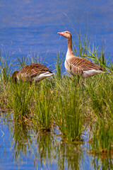 Greylag Goose, Anser anser, Tablas de Daimiel National Park, Daimiel, Ciudad Real, Castilla La Mancha, Spain, Europe