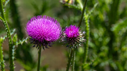 Illyrian Thistle, Onopordum illyricum, Arribes del Duero Natural Park, SPA, SAC, Biosphere Reserve, Salamanca, Castilla y Le&oacute;n, Spain, Europe