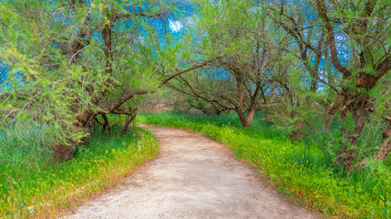 Tamarisk, Tamarix gallica, Tablas de Daimiel National Park, Daimiel, Ciudad Real, Castilla La Mancha, Spain, Europe