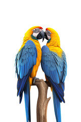 Obraz premium Two blue and yellow macaws perched on branch, heads touching. Suitable for nature, wildlife, or bird related designs and content