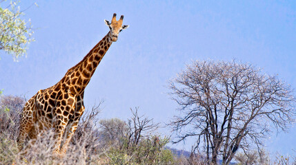 Giraffe, Giraffa camelopardis,  Chobe National Park, Botswana, Africa