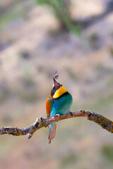 Bee-eater, Merops apiaster, Mediterranean Forest, Castilla y Leon, Spain, Europe
