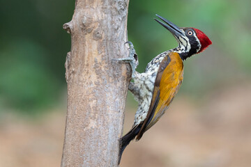 Malabar Flameback woodpecker