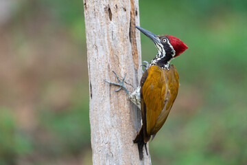 Malabar Flameback woodpecker