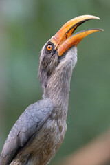 Malabar grey hornbill © Staffan Widstrand