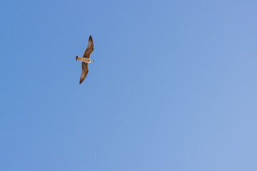 a seagull in the blue sky