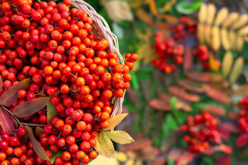 Bunches of  rowan  berries on  leaves and berries background, ripe rowan berries in wicked basket in autumn time, harvested  rowan berry bunches on nature background