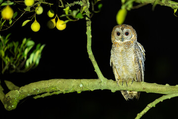 Mottled wood owl