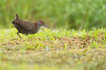 Slaty-breasted rail