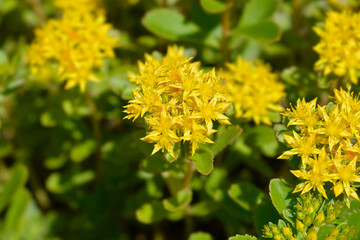 Orange Stonecrop Weihenstephaner Gold flowers
