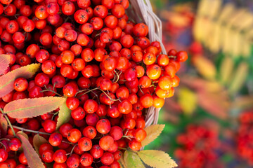Bunches of  rowan  berries on  leaves and berries background, ripe rowan berries in wicked basket in autumn time, harvested  rowan berry bunches on nature background
