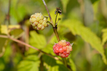 Raspberry Malling Promise branch with fruit