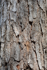 Italian stone pine bark detail