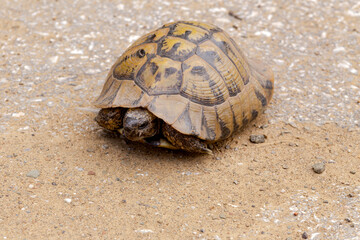 ortoise close-up crawling on the carriageway