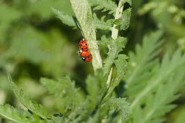 ladybugs mating on a plant leaf