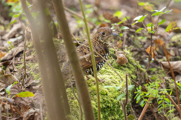 Nilgiri thrush