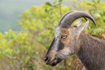 Nilgiri Tahr