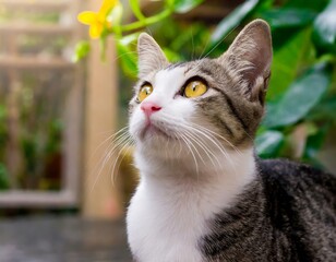cat Generative AI