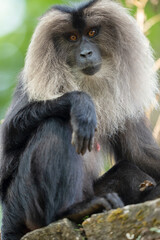 Lion-tailed macaque portrait