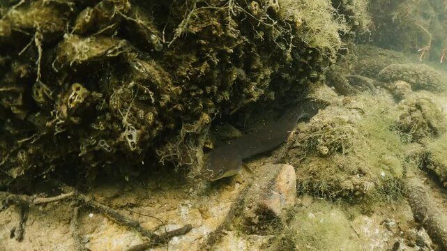 European eel - Anguilla Anguilla. Underwater video of Eal in natural habitat. Eel lying on the ground of the lake. European eel in natural light.