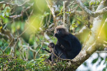Nilgiri langur adult with a young one in a tree