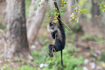 Lion-tailed macaque