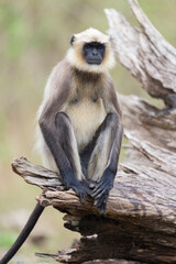 Black-footed gray langur