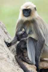 Black-footed gray langur