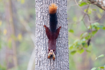 Indian giant squirrel on e tree trunk