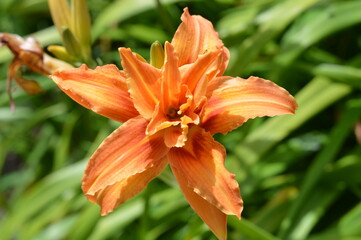 Hemerocallis fulva Flore Pleno orange flower 