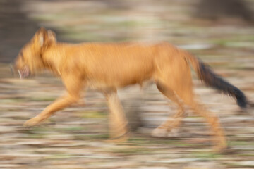 Dhole or Asian wild dog