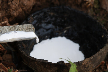  Close-up of freshly tapped rubber latex dripping from a knife into a collecting bowl. The natural...