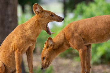 Two Dhole or Asian wild dog